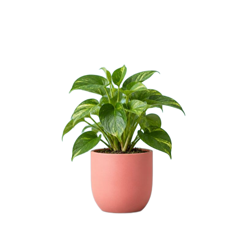 Houseplant with background removed